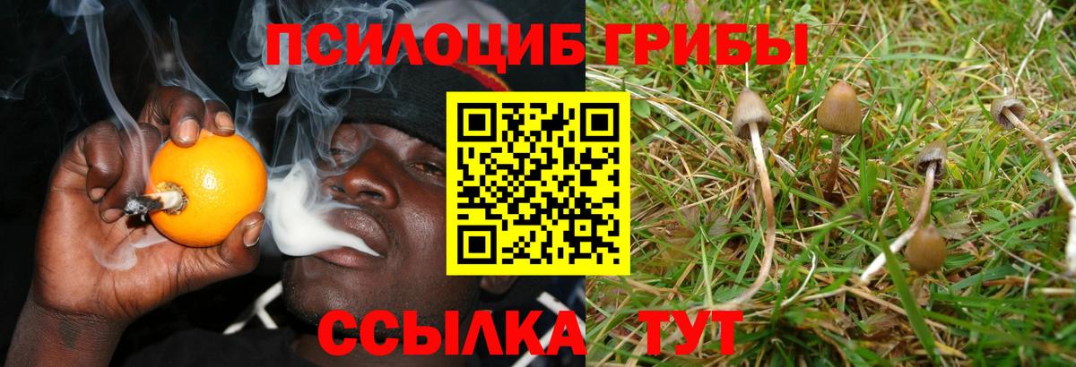 Псилоцибиновые грибы Magic Shrooms  Псилоцибиновые грибы прущие грибы  Волгодонск  купить  цена  Вход с VPN 